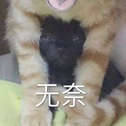 替他顶罪养他一生周立波案背后竟是与十亿霸总的故事
