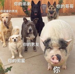 这些减肥文案,扎肉