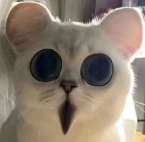 最近很火的小狗穿裙子,小猫头上带花表情包