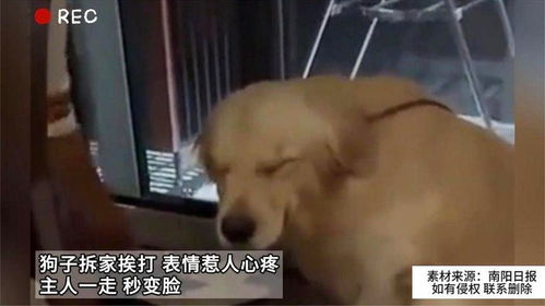 怎么把视频变为表情包狗子