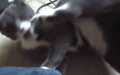 二货猫咪挠痒痒,对着大腿就是一口,主人看后差点笑掉门牙