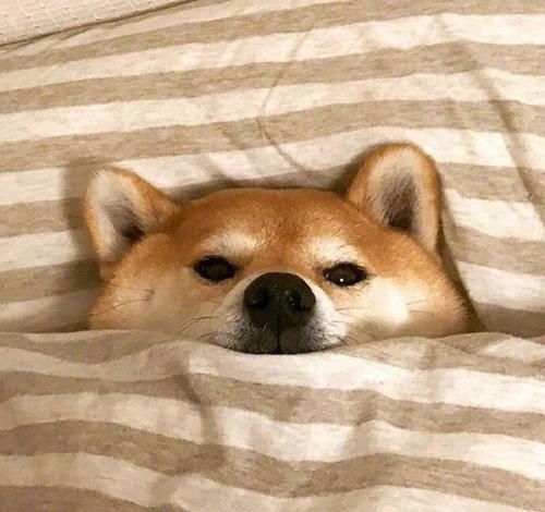 柴犬品相到底怎么看