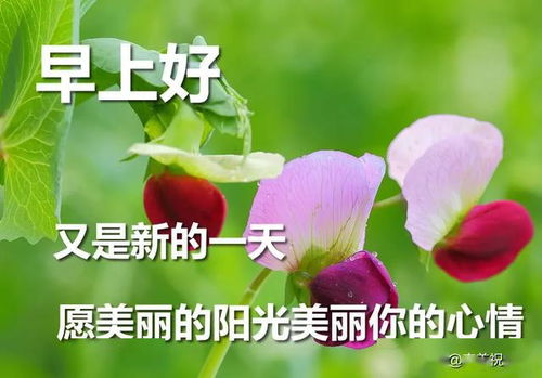 早上好动图微信表情包最新漂亮早上好问候动态图带字