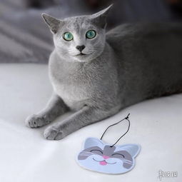 靠眼神就能撩妹无数这只自带贵族气息的猫中绅士