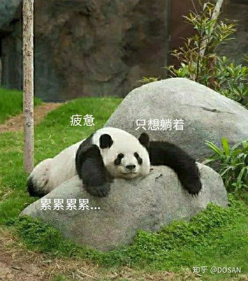 熊猫真是太可爱了第一波熊猫表情包