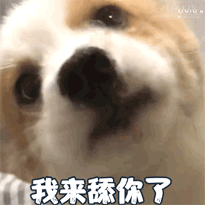 舔狗系列表情包合集我要做你的专属舔狗