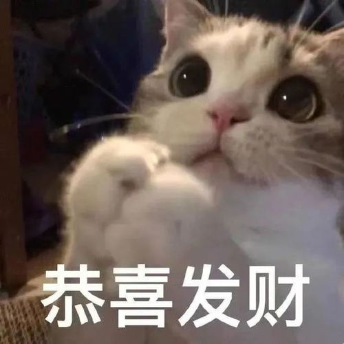 新年必备猫猫可爱表情包