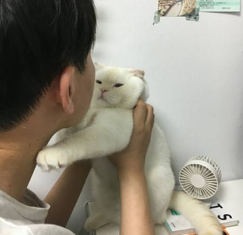 我家的猫咪每天都很不高兴,你能帮我看看是为什么吗