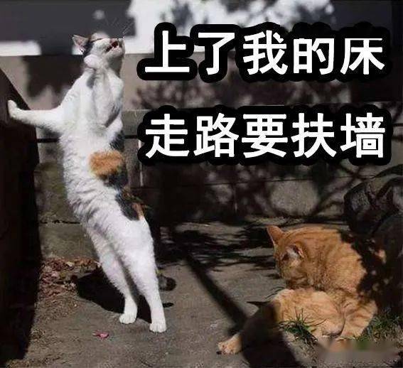 最近很火的表情包猫渣女