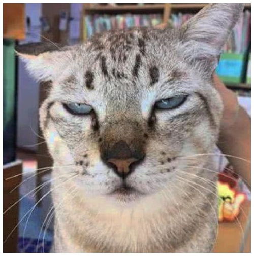 猫咪被主人说胖,一听这词,它眼神像过年见完亲戚的我