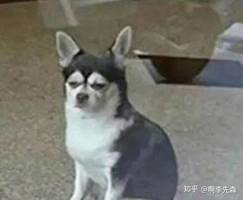 吉娃娃的表情包好沙雕啊,能不能分享一些