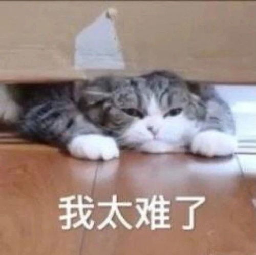 热门表情包图片我错了,我太难了,伤心总是难免