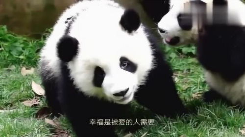 宝宝系列表情包熊猫
