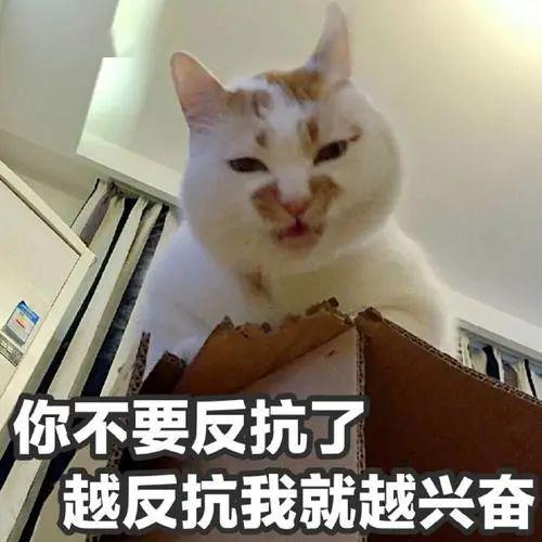 知道猫为什么有九条命吗因为......