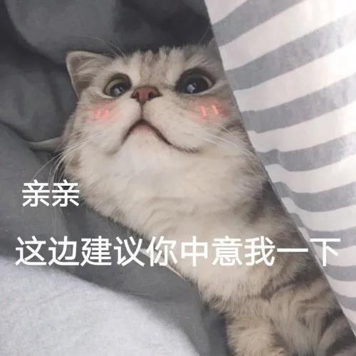 萌宠表情包小狗勾又懂什么道理呢