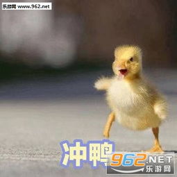 气到炸毛鸭表情图片可爱鸭表情包下载乐游网游戏下载