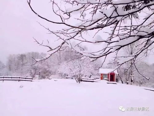 下雪啦今冬陇南第一场雪居然降在这里,马上去看