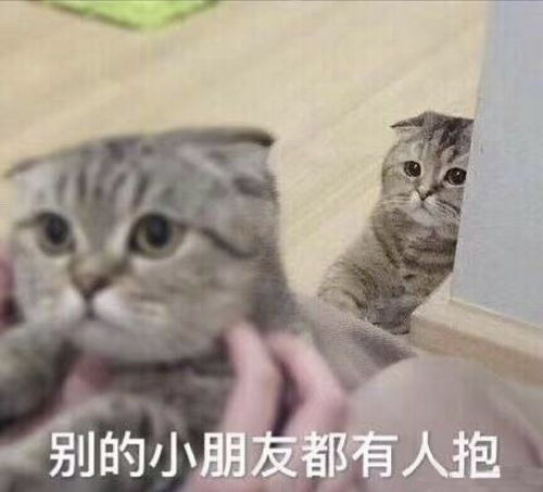 嘿你愿意当我的铲屎官吗