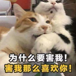 抖音猫咪版土味情话表情包大全猫咪土味情话表情包分享