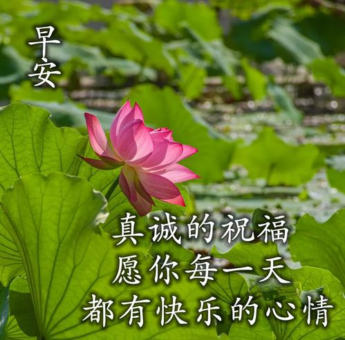 早上好表情包 卖萌早安