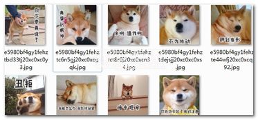 柴犬带字图片表情包柴犬搞笑表情官方中文版软件下载