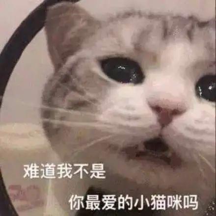 小猫咪不能讲脏话丨第966期喵表情包