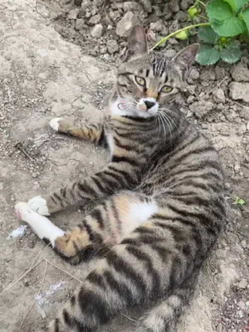 给昨天勤快的小猫咪奖励全身挠痒痒服务哈哈