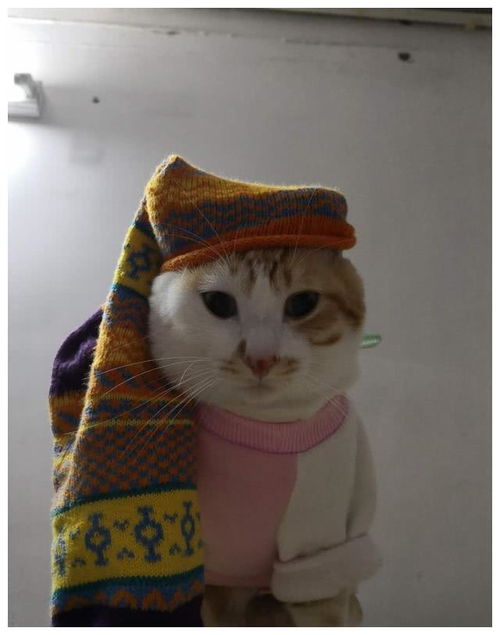 主人把臭袜子戴在猫咪头上,结果小家伙瞬间崩溃,表情笑趴铲屎官