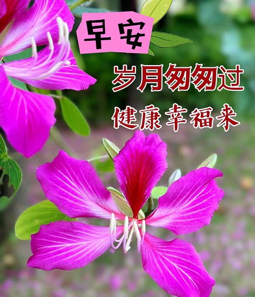 周二早上好最新版漂亮星期二早安祝福语表情图片大全问候语段句子