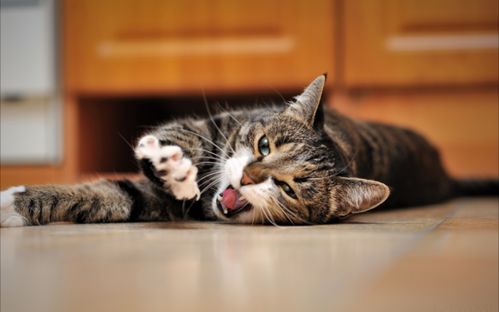 猫咪挠痒痒表情包致残