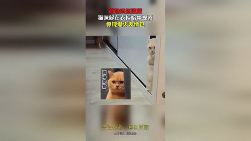 萌娃玩捉迷藏,猫咪躲在衣柜暗中观察,惊现爆火表情包