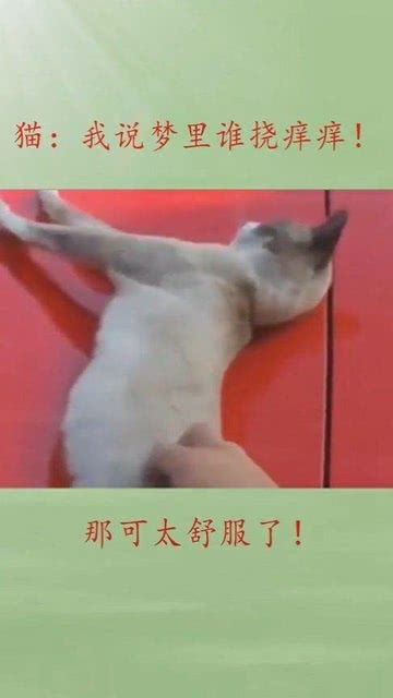 猫我说怎么这么舒服,原来是有人给我挠痒痒