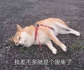 柴犬宝宝狗界的哈士奇