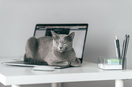 点击来源直接获取大图文件一只美丽的俄罗斯蓝猫,有着有趣的表情,躺在笔记本电脑键盘上,在家中的灰色背景下放松一只可爱的蓝眼睛灰猫在笔记本电脑上休息摄影搞笑猫猫高清大图