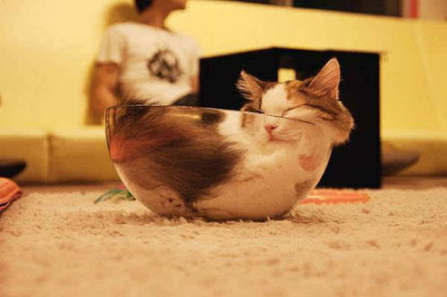 喵星人终于不再高冷这样的猫咪简直就是行走的表情包
