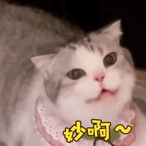 超萌的猫咪动态表情包,快快加入你的微信表情库吧