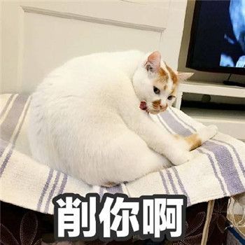 趁猫咪熟睡,男子竟把猫咪打扮成这副模样,笑喷众网友