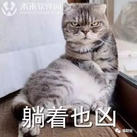 女子为养猫欠债70万这动物有毒