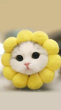 春日壁纸把春天和猫装进手机融融春光占满屏