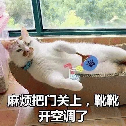 猫咪应该怎么过夏天