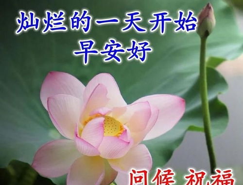 早上好表情包 卖萌早上好