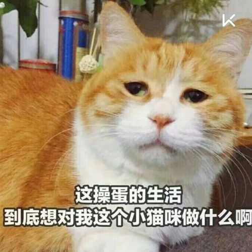 每当听到再坚持5秒,我的内心......