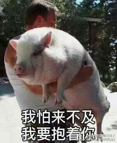 有哪些可爱的表情包