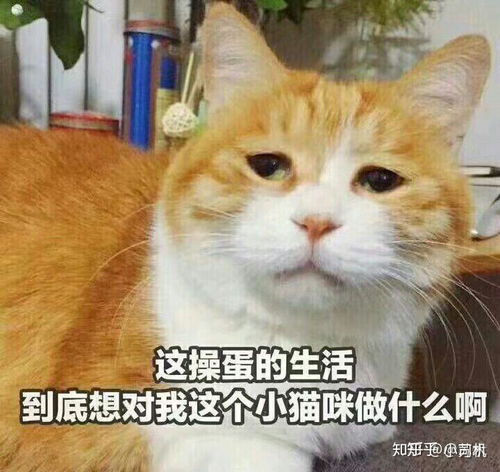 最近很火的表情包猫李焕英