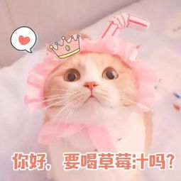 朋友把猫寄养给我之后,我分不清哪只才是我的猫了...