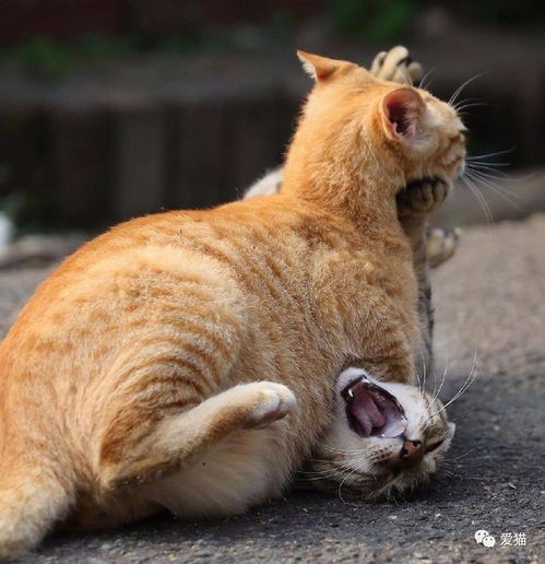 橘猪敢与朕叫嚣,那就只能压死你咯