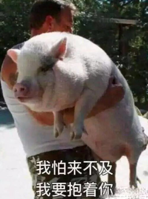 谁说猪都好吃懒做,表情包里的它们简直是万能萌神