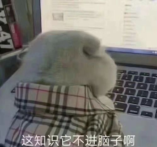 timi一响网课白讲表情包胖胖