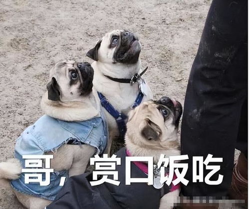 不瞒你说,养狗半年后,我得了这些病