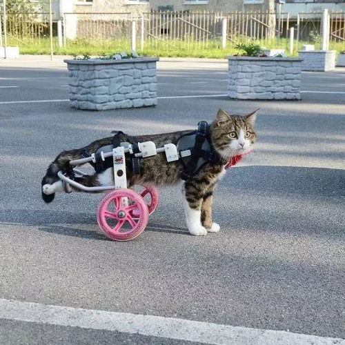 这只励志网红猫,每张照片都是行走的表情包